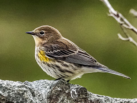 Just Passing Through! An immature or female Myrtle Warbler. The light coloured throat means it is not one of our resident Audubon’s. Another new one for me. Canada,Fall,Geotagged,Myrtle warbler,Setophaga coronata coronata
