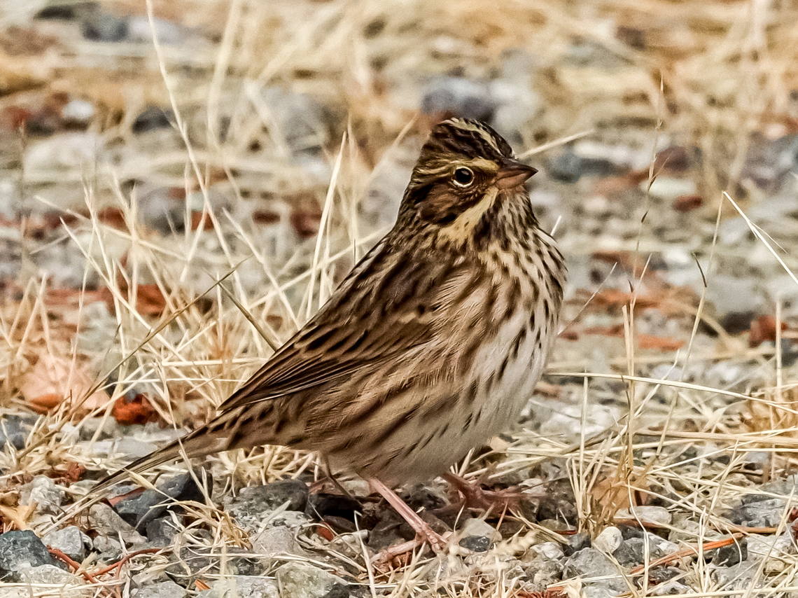 A Savannah Sparrow! Another bird just passing through. I have been told the markings of this sparrow indicate it has come form somewhere in the Aleutian Islands. Hard for me to imagine! It was feeding on the dried grass seeds. Canada,Fall,Geotagged,Passerculus sandwichensis,Savannah sparrow