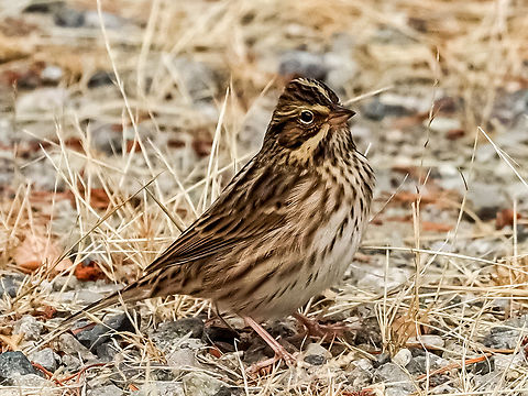 A Savannah Sparrow! Another bird just passing through. I have been told the markings of this sparrow indicate it has come form somewhere in the Aleutian Islands. Hard for me to imagine! It was feeding on the dried grass seeds. Canada,Fall,Geotagged,Passerculus sandwichensis,Savannah sparrow