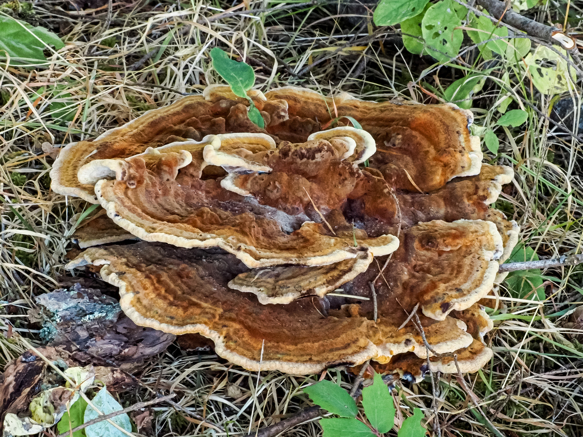 A Dyer’s Polypore! This lovely specimen was found at the base of a rotting Douglas Fir stump near the trail in Rebecca Spit Provincial Park. Canada,Fall,Geotagged,Phaeolus schweinitzii,Velvet-top fungus