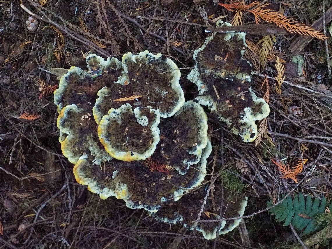 Another Phaeolus schweinitzii! With the drought we have been experiencing it has been difficult to find any mushrooms or any other fungus. This one was at the base of a rotting Douglas Fir stump in a coniferous forest. Canada,Fall,Geotagged,Phaeolus schweinitzii,Velvet-top fungus