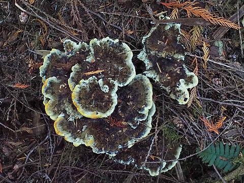 Dyer's Polypore