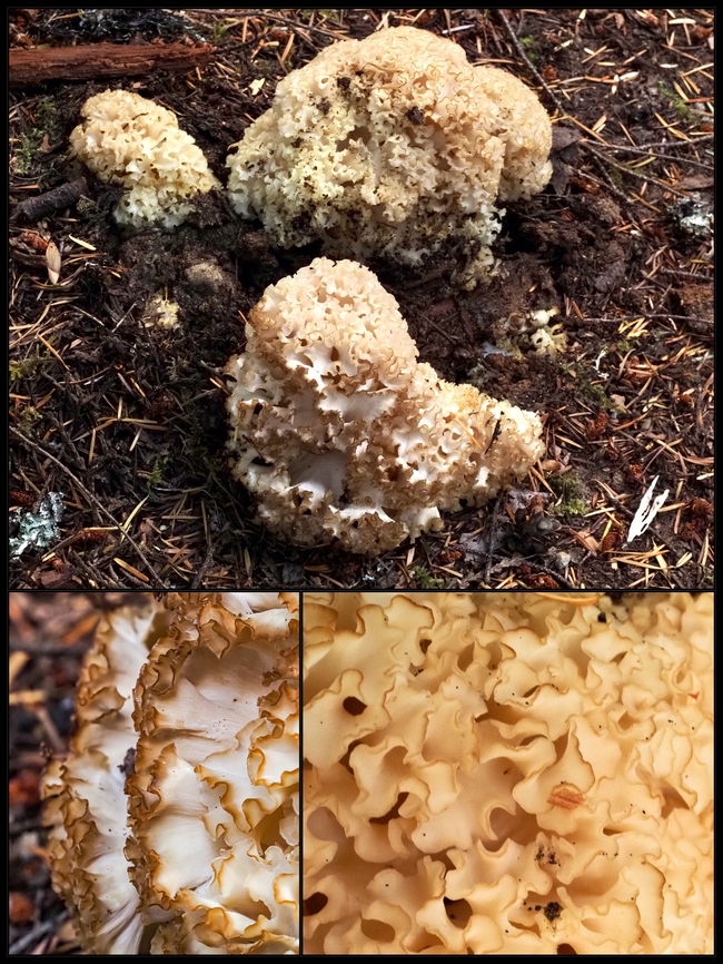 A Sparassis radicata! Quite the catchy name for this cauliflower mushroom. This one was a small specimen. Including all lobes it was only 20cm across. It was dry to the touch. Not a surprise considering the lack of rain over the past two months. It was growing on the underground root of a dead Douglas Fir tree. One description reads, &ldquo;looks like a large clump of tightly packed egg-noodles&rdquo;. I have to completely agree! Canada,Geotagged,Sparassis radicata,Western Cauliflower Mushroom