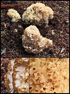 A Sparassis radicata! Quite the catchy name for this cauliflower mushroom. This one was a small specimen. Including all lobes it was only 20cm across. It was dry to the touch. Not a surprise considering the lack of rain over the past two months. It was growing on the underground root of a dead Douglas Fir tree. One description reads, “looks like a large clump of tightly packed egg-noodles”. I have to completely agree! Canada,Geotagged,Sparassis radicata,Western Cauliflower Mushroom