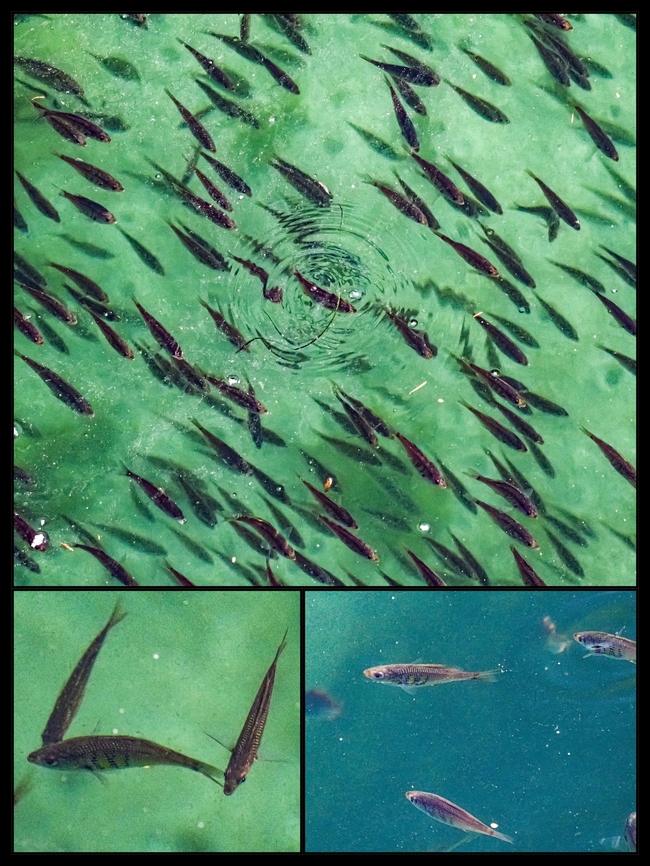 A School of Shiner Perch! This large school of fish was circling the Whaletown dock while being pursued by a Red-necked Grebe. When feeding on the surface the fish make a sound like the popping of tiny bubbles. Instead of laying eggs these shiners are ovoviviparous and the females carry the young till they are quite large.  Canada,Cymatogaster aggregata,Geotagged,Shiner perch