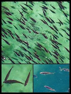 A School of Shiner Perch! This large school of fish was circling the Whaletown dock while being pursued by a Red-necked Grebe. When feeding on the surface the fish make a sound like the popping of tiny bubbles. Instead of laying eggs these shiners are ovoviviparous and the females carry the young till they are quite large.  Canada,Cymatogaster aggregata,Geotagged,Shiner perch
