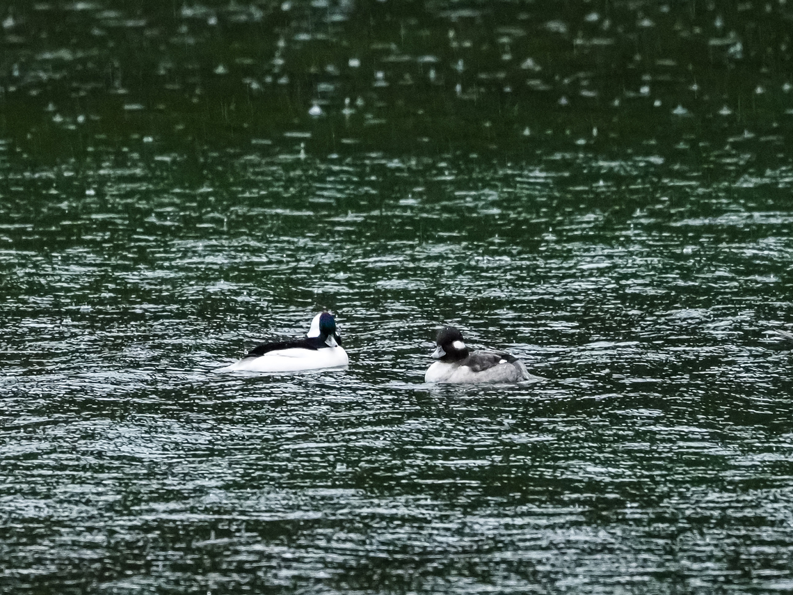 Great Weather For Ducks! A pair of Buffleheads enjoying another one of our Atmospheric Rivers! The weather is making up for all those days without rain.  Bucephala albeola,Bufflehead,Canada,Fall,Geotagged
