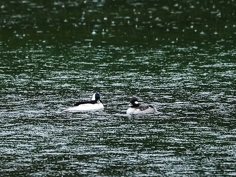 Great Weather For Ducks! A pair of Buffleheads enjoying another one of our Atmospheric Rivers! The weather is making up for all those days without rain.  Bucephala albeola,Bufflehead,Canada,Fall,Geotagged