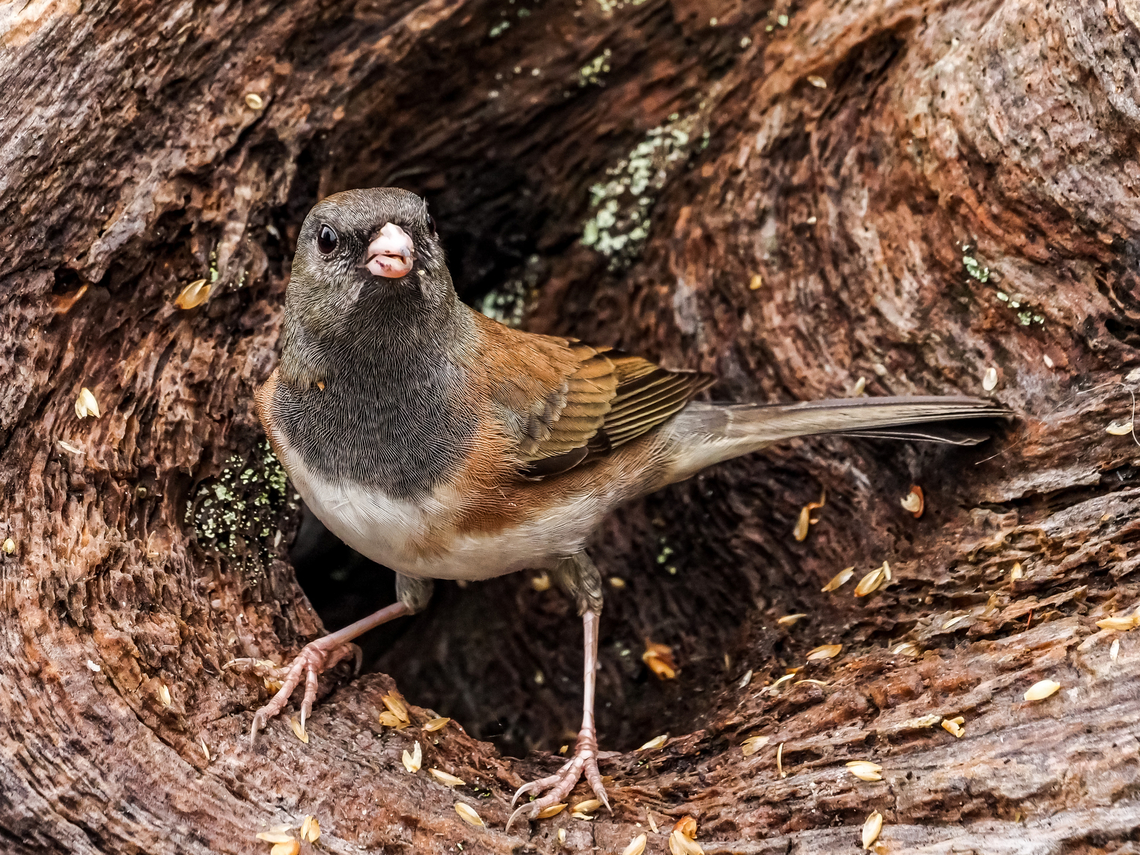 Enjoying a snack! As one of our most common sparrows and also one of the most common birds in our area they are often overlooked or ignored. Their variations in colour from bird to bird are amazing and they are so entertaining to watch while they bicker and scrap even though there is lots of food available. This female is very aware that I am taking the photo! Canada,Dark-eyed junco,Fall,Geotagged,Junco hyemalis