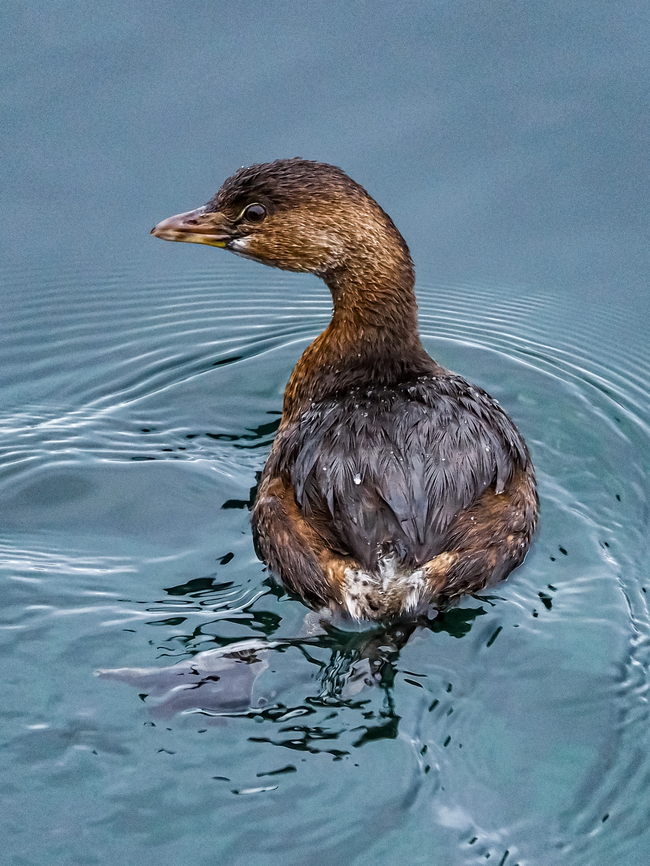 A Pied-billed Grebe! Another winter visitor. There are a pair in the bay. Their &ldquo;home&rdquo; lake may be frozen over by now.  Canada,Fall,Geotagged,Pied-billed grebe,Podilymbus podiceps