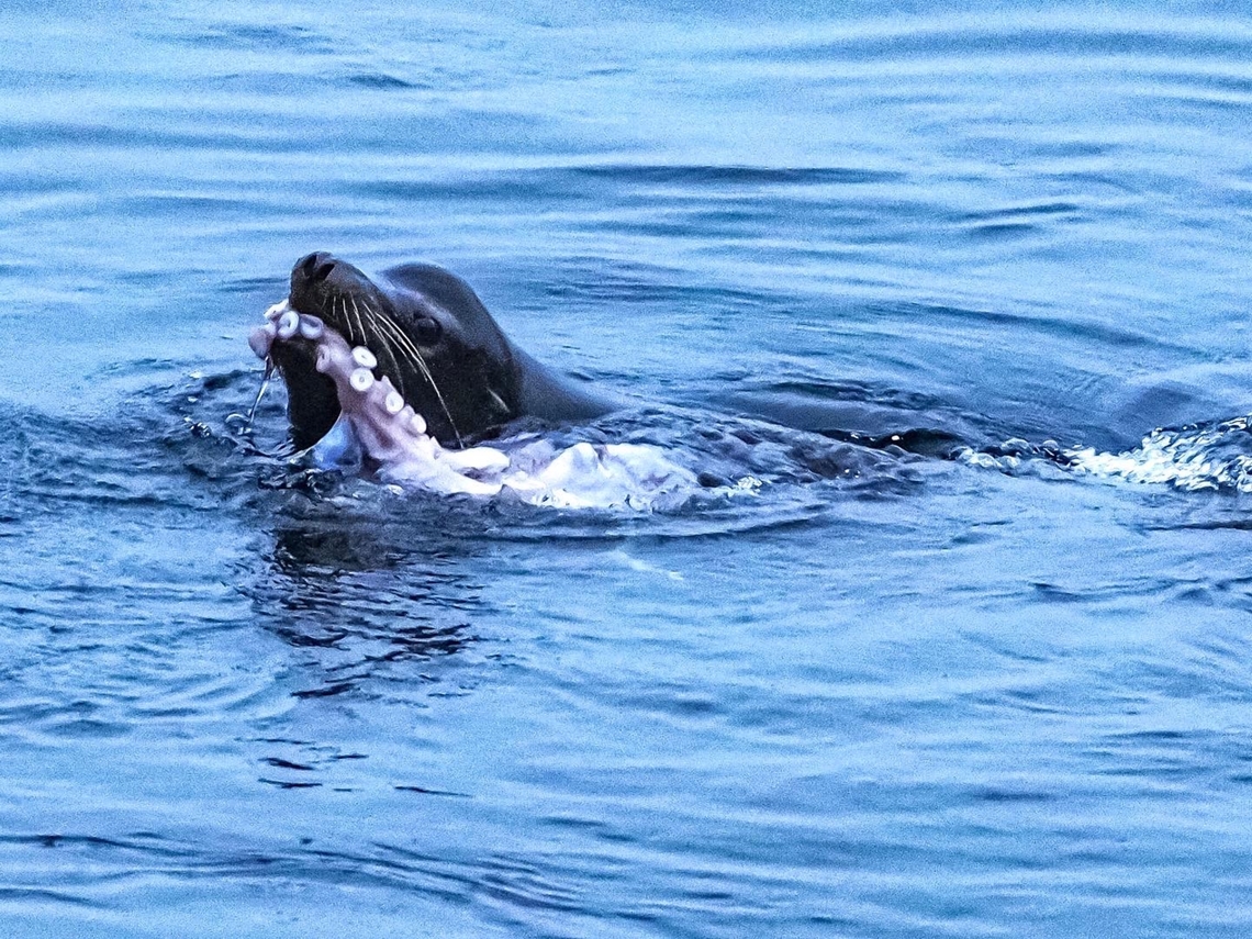 Enjoying Breakfast! A male California Sea Lion snacking on a Giant Pacific Octopus. Breaking the octopus into manageable portions took more than 15 minutes. Quite a distraction while I was having my morning coffee! California sea lion,Canada,Geotagged,Zalophus californianus