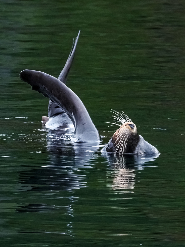 A “Sailing” Sea Lion! It has been said that sea lions do this to thermoregulate. Hard to believe when the air temperature and the sea water temperature is about equal. California sea lion,Canada,Fall,Geotagged,Zalophus californianus