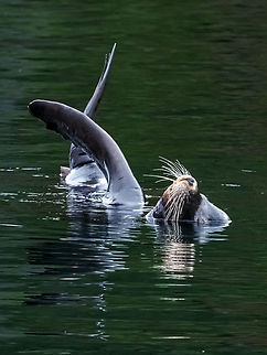 A “Sailing” Sea Lion! It has been said that sea lions do this to thermoregulate. Hard to believe when the air temperature and the sea water temperature is about equal. California sea lion,Canada,Fall,Geotagged,Zalophus californianus