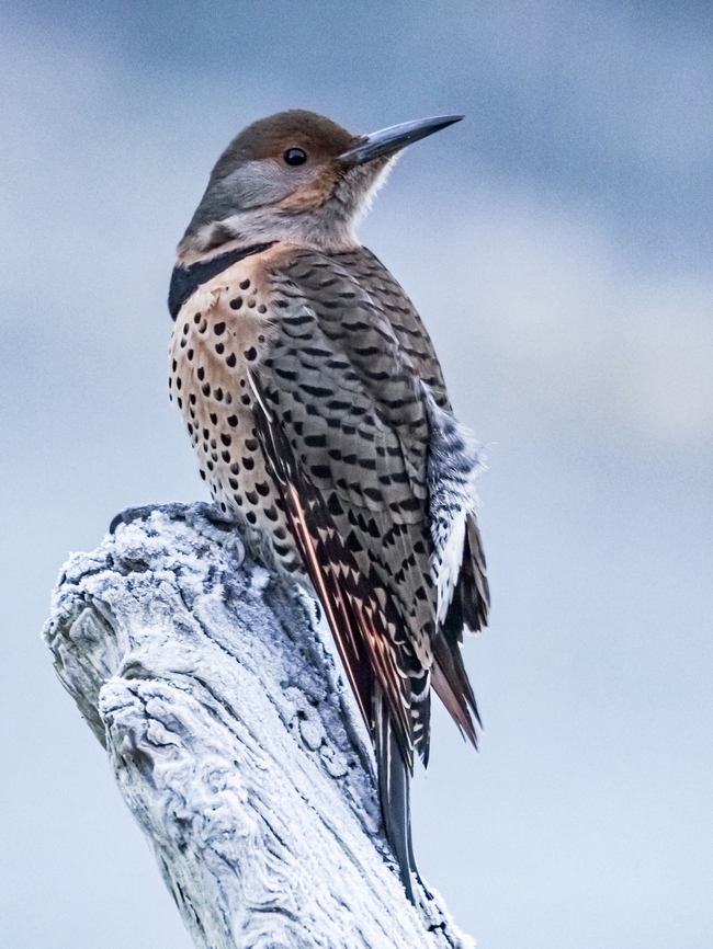A Female Red Shafted Flicker. She is surveying her surroundings waiting for the &ldquo;all clear&rdquo; to come to the suet feeder. Just to note, that is frost on the driftwood she is &ldquo;posing&rdquo; on. Canada,Colaptes auratus,Fall,Geotagged,Northern Flicker