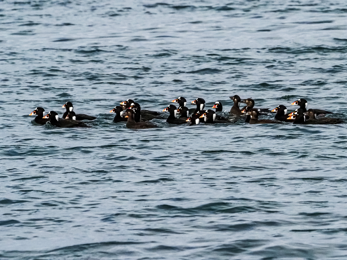 The Bane of Mussel Farmers! They have been known slip through the nets that surround the suspended lines that hold the mussels.  Canada,Fall,Geotagged,Melanitta perspicillata,Surf scoter