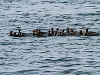 The Bane of Mussel Farmers! They have been known slip through the nets that surround the suspended lines that hold the mussels.  Canada,Fall,Geotagged,Melanitta perspicillata,Surf scoter