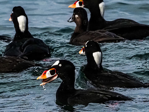 A Successful Dive! This male has been lucky enough to scoop a clam from the sandy ocean floor at Smelt Bay Provincial Park.
https://www.jungledragon.com/image/144449/the_bane_of_mussel_farmers.html Canada,Fall,Geotagged,Melanitta perspicillata,Surf scoter