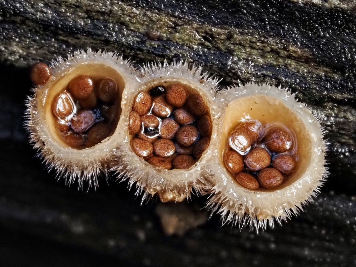 Not All The Eggs In One Basket! A trio of bird&rsquo;s nest fungi found on a decaying piece of driftwood. A favourite site year after year. Luckily the weather cleared enough for me to get outside and explore&hellip; without a raincoat or umbrella! Canada,Geotagged,Nidula niveotomentosa,Winter