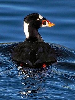 A Male Surf Scoter! He is evading me, the photographer, but had to sneak a look over his shoulder to see if I was still there. Of note is his nictitating membrane that registers as a black vertical bar across the eye. A lucky shot for sure.  Canada,Geotagged,Melanitta perspicillata,Surf scoter