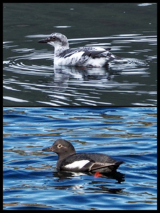 A Dramatic Change! The top photo was taken on Jan. 15th and the lower photo was taken today, Feb. 28th. Between those two dates we have not seen them!  Canada,Cepphus columba,Geotagged,Pigeon guillemot