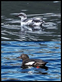 A Dramatic Change! The top photo was taken on Jan. 15th and the lower photo was taken today, Feb. 28th. Between those two dates we have not seen them! Canada,Cepphus columba,Geotagged,Pigeon guillemot