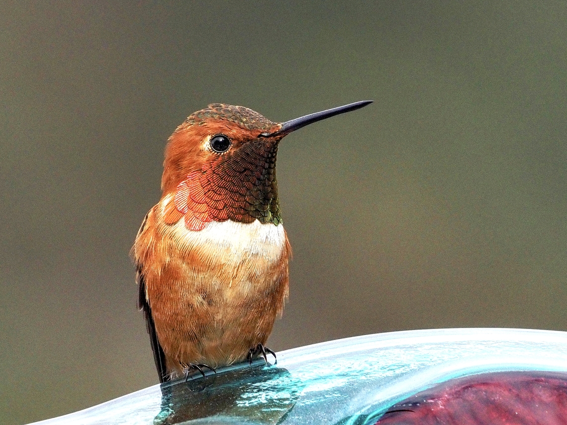 A Male Rufous Hummingbird! This male is surveying his domain and protecting &ldquo;his feeder&rdquo; from the competition. It has been a very cool spring and the Rufous Hummingbirds have only been in our area for a little over a week.  Canada,Geotagged,Rufous Hummingbird,Selasphorus rufus,Spring