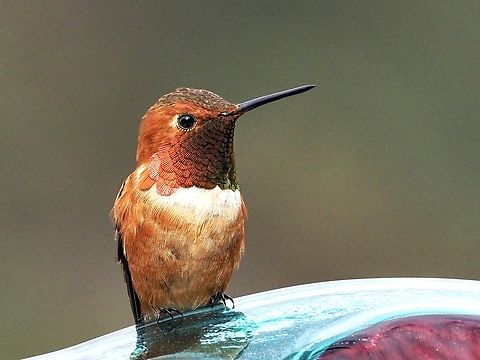 A Male Rufous Hummingbird! This male is surveying his domain and protecting &ldquo;his feeder&rdquo; from the competition. It has been a very cool spring and the Rufous Hummingbirds have only been in our area for a little over a week.  Canada,Geotagged,Rufous Hummingbird,Selasphorus rufus,Spring