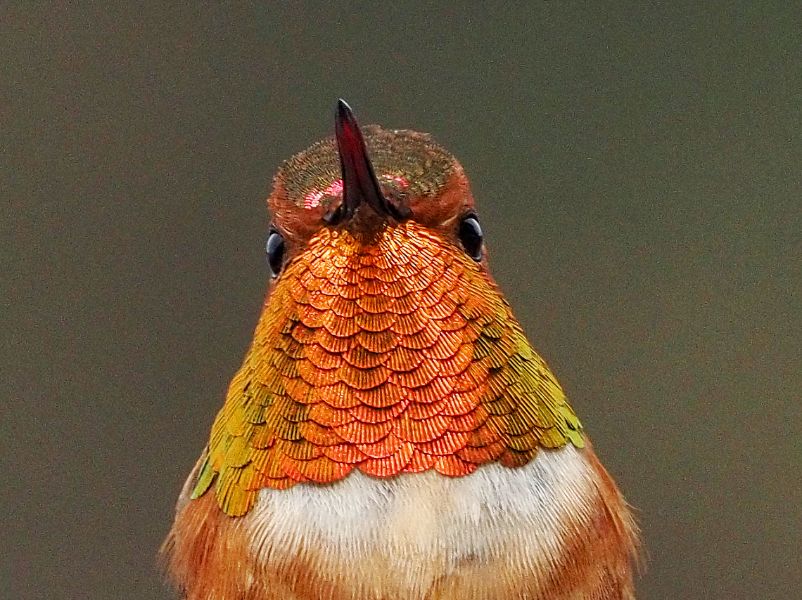 Are You Looking At Me? Because I&rsquo;m looking at you! Canada,Geotagged,Rufous Hummingbird,Selasphorus rufus,Spring