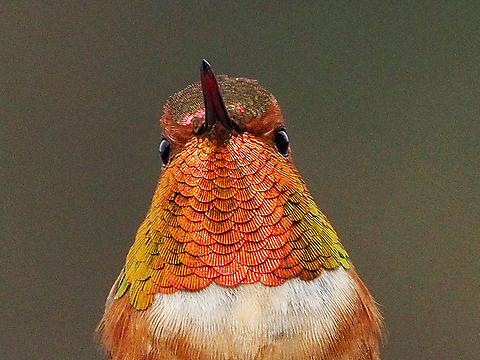 Are You Looking At Me? Because I’m looking at you! Canada,Geotagged,Rufous Hummingbird,Selasphorus rufus,Spring