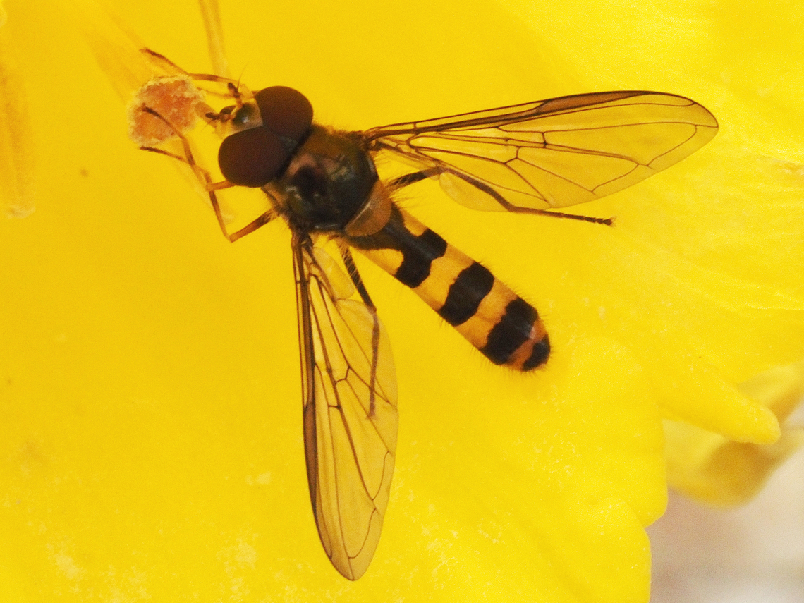 An American Thintail Fly. This hoverfly was visiting one of our daffodils. Canada,Geotagged,Meliscaeva cinctella,Spring