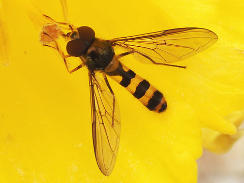 An American Thintail Fly. This hoverfly was visiting one of our daffodils. Canada,Geotagged,Meliscaeva cinctella,Spring