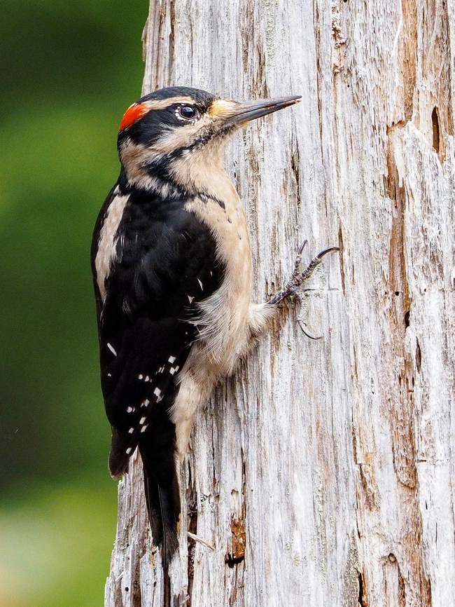 A Hairy Woodpecker! Hairy Woodpeckers look quite similar to Downy Woodpeckers with Hairy Woodpeckers being larger. That&rsquo;s hard to determine without having the two species side by side. Another determining factor is the length of the bill. The bill of the Hairy has been described as a spike and is nearly the same length as the width of its head. The Downy&rsquo;s beak is shorter and stouter.  Canada,Geotagged,Hairy woodpecker,Leuconotopicus villosus,Spring