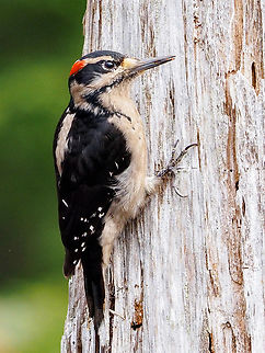 A Hairy Woodpecker! Hairy Woodpeckers look quite similar to Downy Woodpeckers with Hairy Woodpeckers being larger. That’s hard to determine without having the two species side by side. Another determining factor is the length of the bill. The bill of the Hairy has been described as a spike and is nearly the same length as the width of its head. The Downy’s beak is shorter and stouter. Canada,Geotagged,Hairy woodpecker,Leuconotopicus villosus,Spring