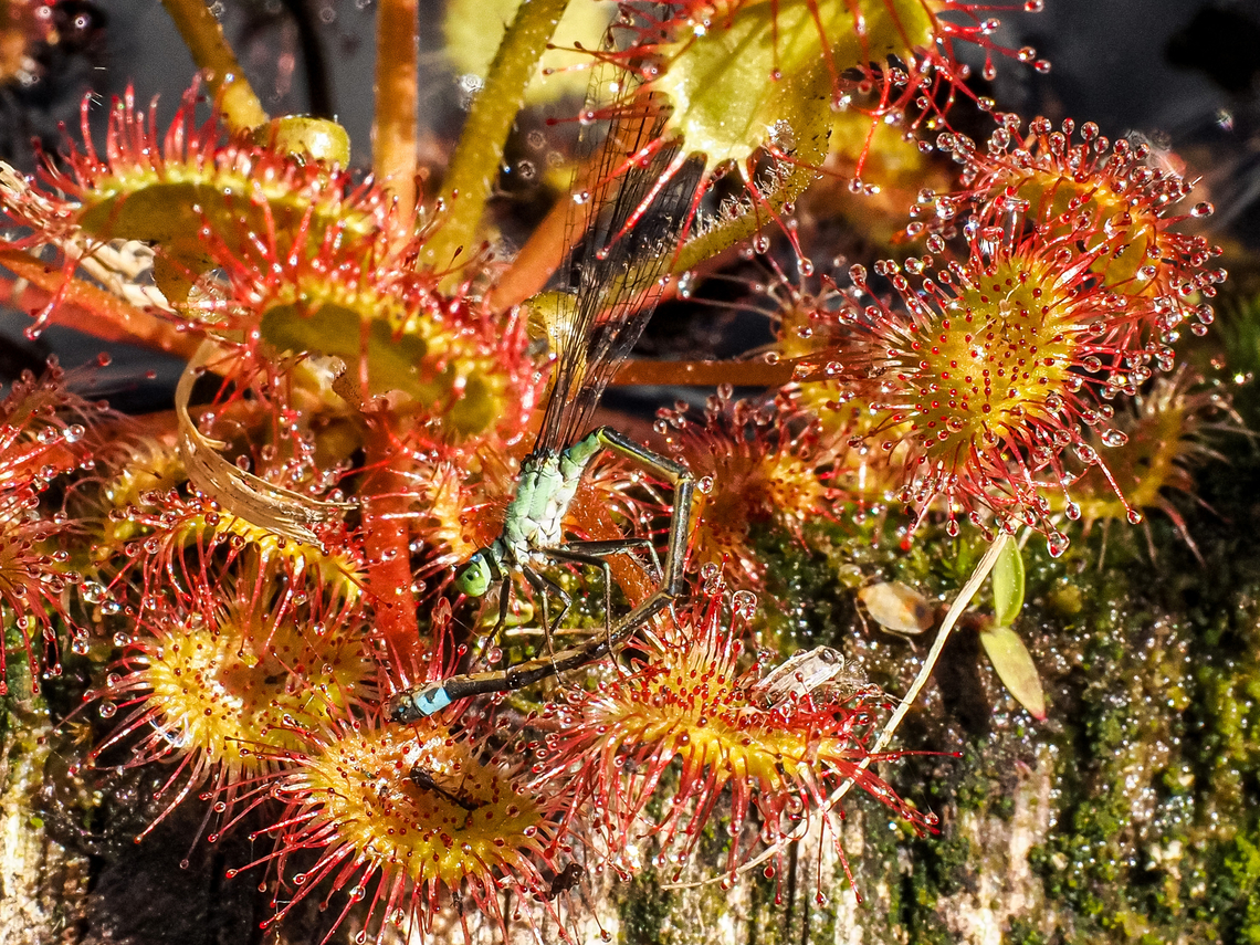 I Told You Not To Land There! A damsel(fly) in distress! Have visited this place many times and this sighting is the first. There was one log that was absolutely covered with these plants.  Canada,Drosera rotundifolia,Geotagged,Round-leaved Sundew,Spring