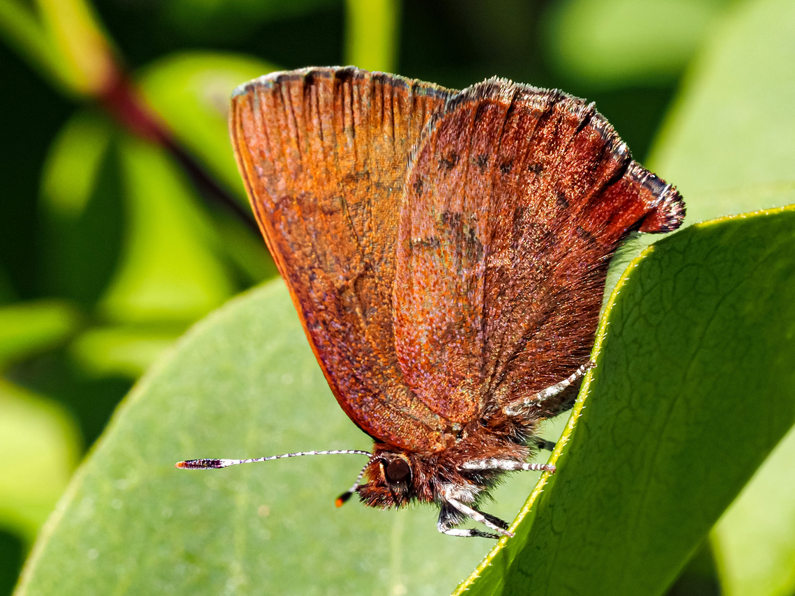 A Western Elfin! Callophrys augustinus iroides was originally named back in 1852 by Boisduval.  Brown elfin,Callophrys augustinus,Canada,Geotagged,Spring