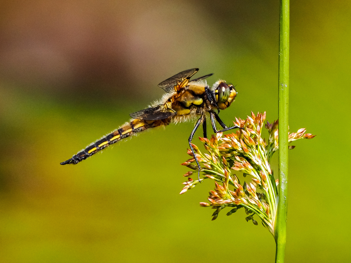 Checking For Intruders! A male Four-spotter Skimmer checking the skies for any other males of his kind or others! He had lots to keep him busy as there are many damselflies, dragonflies and skimmers hatching on this beaver pond. Lucky for me that they like to come back to the same spot!  Canada,Four-spotted Skimmer,Four-spotted chaser,Geotagged,Libellula quadrimaculata,Spring