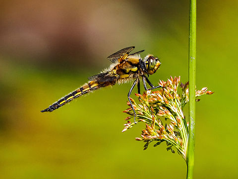 Checking For Intruders! A male Four-spotter Skimmer checking the skies for any other males of his kind or others! He had lots to keep him busy as there are many damselflies, dragonflies and skimmers hatching on this beaver pond. Lucky for me that they like to come back to the same spot!  Canada,Four-spotted Skimmer,Four-spotted chaser,Geotagged,Libellula quadrimaculata,Spring