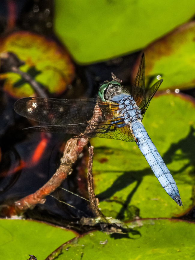 A Dashing Blue Dasher! Resting on an old stem of Pond Shield down at the beaver pond. Blue dasher,Canada,Geotagged,Pachydiplax longipennis,Spring