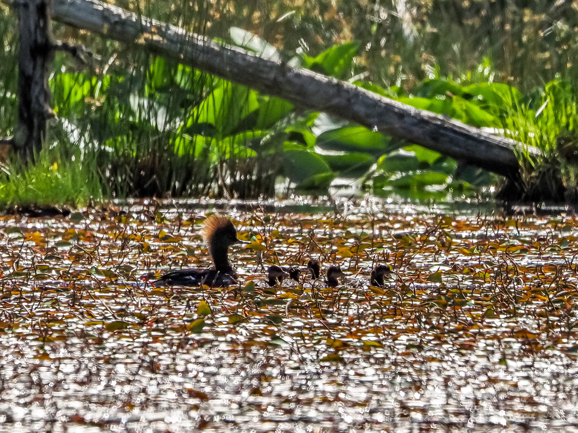 Mama Hoody and Just Part of Her Brood! She was out taking them for a swim around and over the Pond Shield. There were a few more ducklings off to the left. Hooded Mergansers are cavity nesters and can share the same cavity with Wood Ducks which we have also seen on this beaver pond. The backlighting definitely shows off her crest!   Canada,Geotagged,Hooded Merganser,Lophodytes cucullatus,Spring