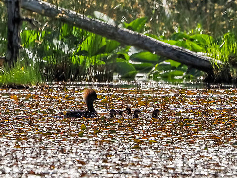 Mama Hoody and Just Part of Her Brood! She was out taking them for a swim around and over the Pond Shield. There were a few more ducklings off to the left. Hooded Mergansers are cavity nesters and can share the same cavity with Wood Ducks which we have also seen on this beaver pond. The backlighting definitely shows off her crest!   Canada,Geotagged,Hooded Merganser,Lophodytes cucullatus,Spring