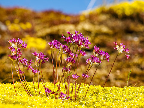Hooker’s Onion! Floating on a sea of Biting Stonecrop, Sedum acre. Allium acuminatum,Canada,Geotagged,Hooker’s Onion,Spring,Tapertip onion