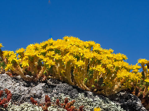 Yellow Against A Blue Sky! Goldmoss Stonecrop against a very warm blue sky! Biting Stonecrop,Canada,Geotagged,Goldmoss Stonecrop,Sedum acre,Spring