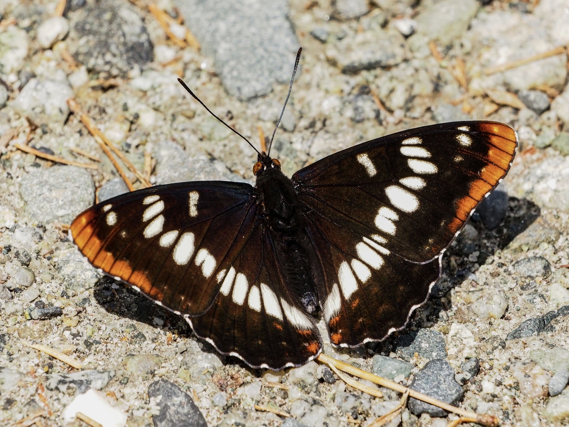 A Lorquin’s Admiral! In much better shape than the last one I saw! It was attracted to the moist gravel on the road made moist by a recent shower. Canada,Geotagged,Limenitis lorquini,Lorquins admiral,Spring