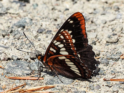 Moist Gravel Is Good! A Lorquin’s Admiral enjoying some mineral rich moisture after a brief shower. Canada,Geotagged,Limenitis lorquini,Lorquins admiral,Spring