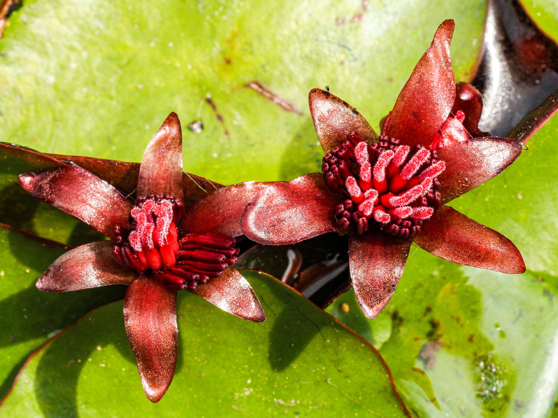 The Female Flowers of the Pond or Watershield. I was lucky enough that the wind was blowing the fragile &ldquo;dock&rdquo; I was kneeling on close enough to these blossoms to get a reasonable photo. I have to believe that this is their first showing because the anthers are not displayed.<br />
<a href="https://www.jungledragon.com/image/150546" rel="nofollow">https://www.jungledragon.com/image/150546</a> Brasenia schreberi,Canada,Geotagged,Pond Shield,Spring,Watershield