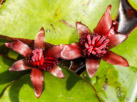 The Female Flowers of the Pond or Watershield. I was lucky enough that the wind was blowing the fragile &ldquo;dock&rdquo; I was kneeling on close enough to these blossoms to get a reasonable photo. I have to believe that this is their first showing because the anthers are not displayed.
https://www.jungledragon.com/image/150546 Brasenia schreberi,Canada,Geotagged,Pond Shield,Spring,Watershield