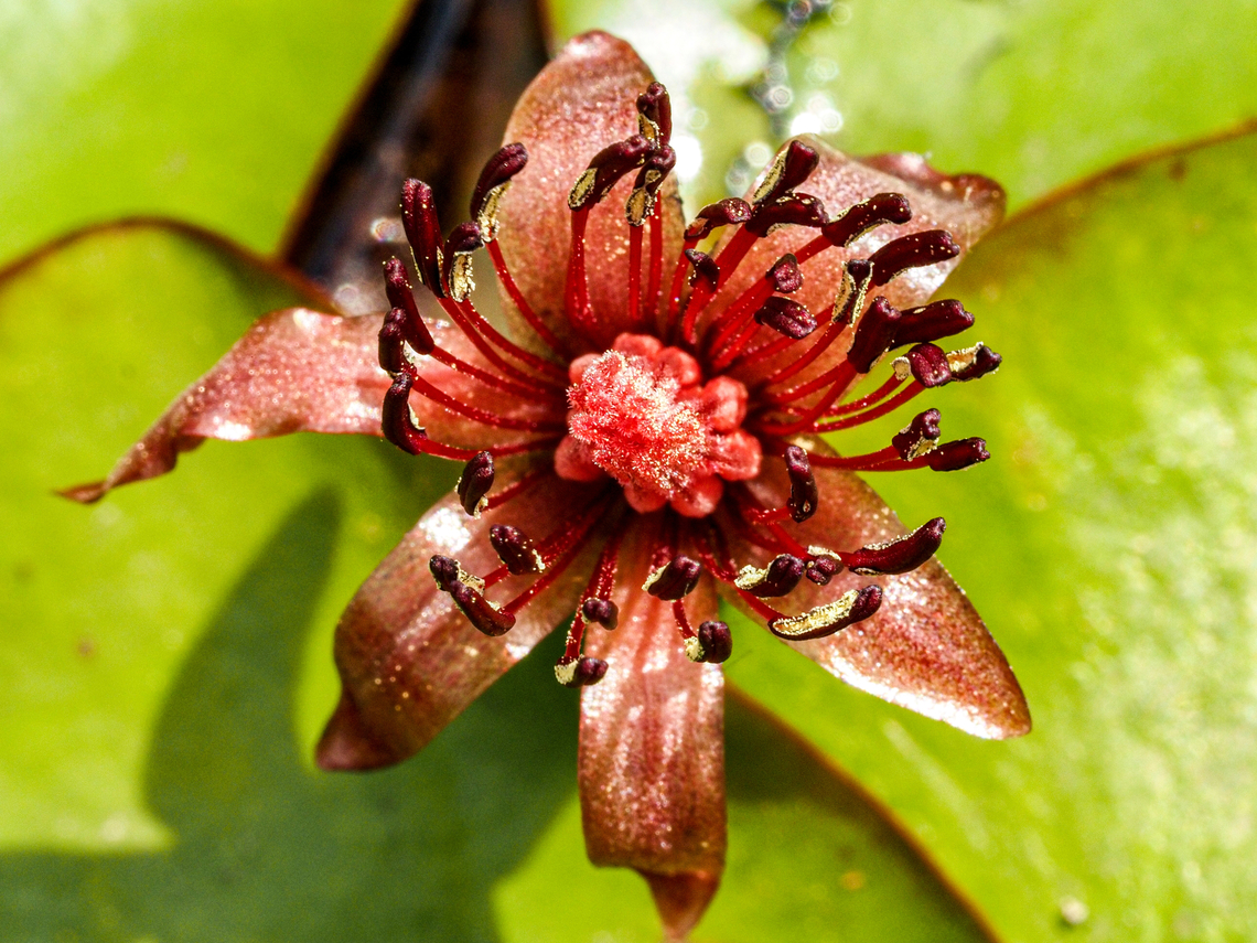 The Second Emergence! The second time the flowers emerge they are ready to spread their pollen. The stamen is covered!  Brasenia schreberi,Canada,Geotagged,Pondshield,Spring,Watershield