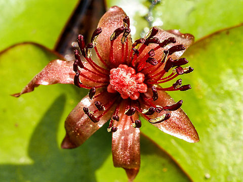 The Second Emergence! The second time the flowers emerge they are ready to spread their pollen. The stamen is covered!  Brasenia schreberi,Canada,Geotagged,Pondshield,Spring,Watershield