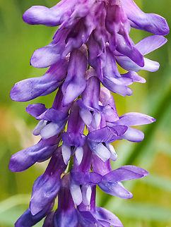 Bird Vetch or Cow Vetch! Another introduced weed with pretty flowers! Bird Vetch,Canada,Cow vetch,Geotagged,Spring,Vicia cracca