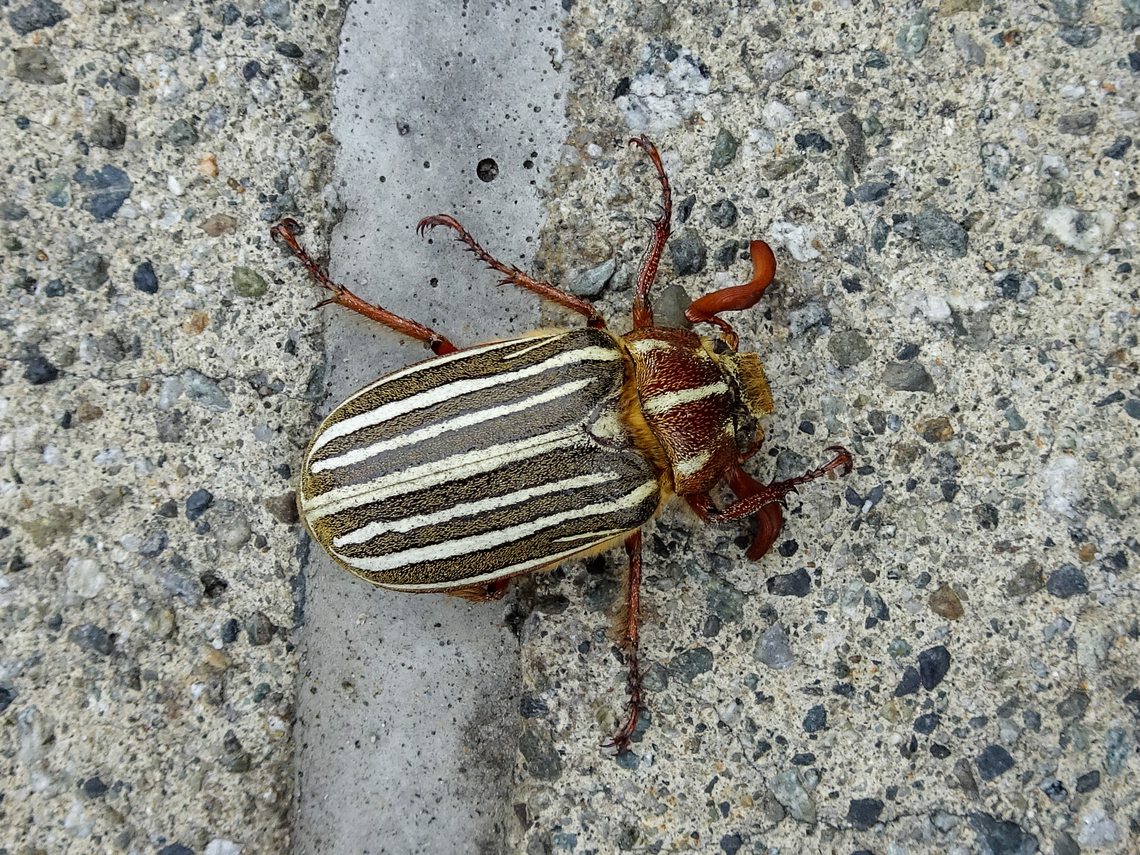 A June Bug in June! They were seen on the way to our car after a wedding. This one was alive compared to others that were dead and broken up. Another first for me. If I had more time and knew I would have loved to try and elicit the noise they are supposed to make. Maybe next time!                        Canada,Geotagged,Polyphylla decemlineata,Summer,Ten-lined June beetle
